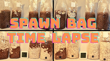 Spawn Bag Time Lapse