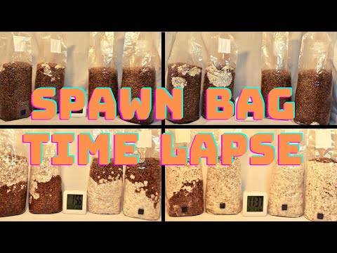 Spawn Bag Time