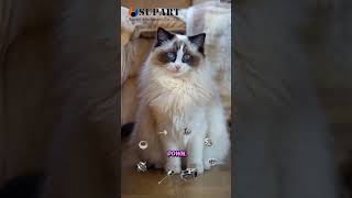 Download Lagu supart machinery turbos cat talkshow #supart #turbo #cat #pet #funny #talkshow #spares MP3 Download Lagu supart machinery turbos cat talkshow #supart #turbo #cat #pet #funny #talkshow #spares MP3