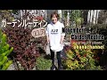 【ガーデンルーティン】11月お庭クリスマスローズのお手入れ🍁Caring for Christmas rose (Helleborus) 🌼Garden Routine November