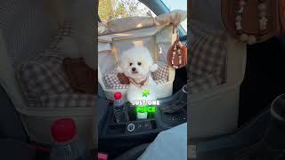 Do you love this cute puppy 🐾#viral #funnyvideo #funny #comedy #foryou