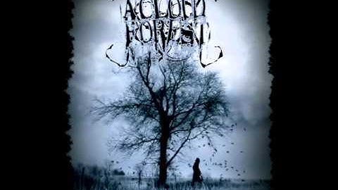 A Cloud Forest - As The Sun Descends