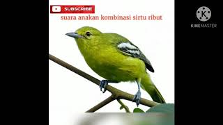 Suara pikat anakan vs sirtu ribut
