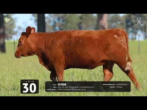 Lote 30 TAT 0156 F Red Angus