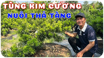 Cây Tùng kim cương nuôi thả tàng | 0386569374 - Ngọc Ngân Bến Tre | Chuyên cây độc lạ