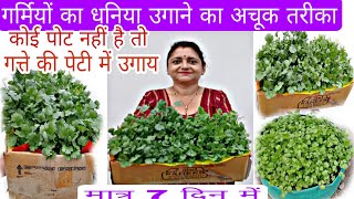 Coriander (धनिया) grow karne ka new tarika/only 7 days mein #gardening @Manjugardening1