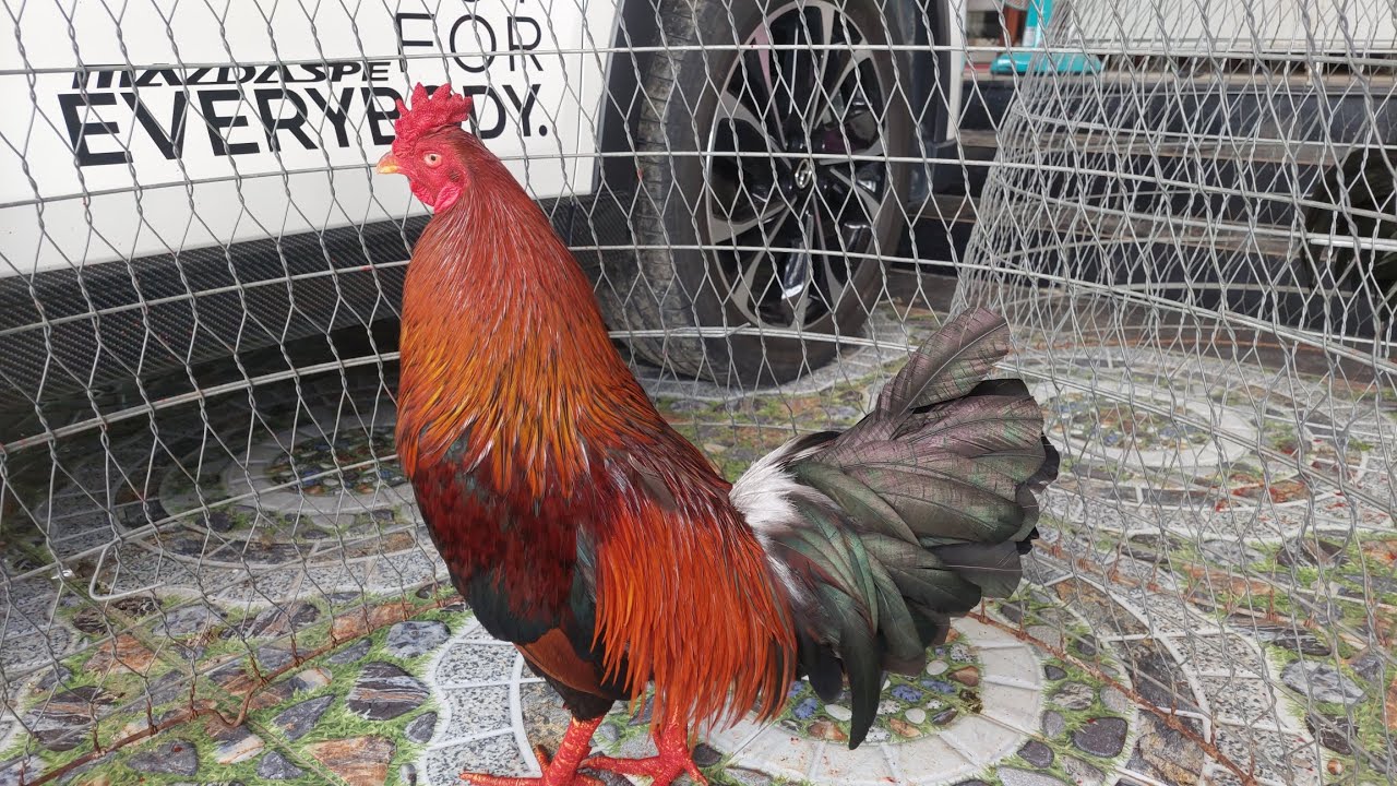 27/02/2026 tiếp 13 bé 0947766731