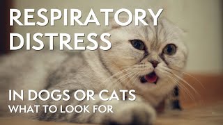 How to Recognize Respiratory Distress in Your Dog or Cat