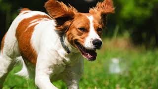 Springer Spaniel vs Brittany Spaniel Comparing the Remarkable Qualities