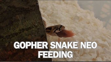 FEEDING WILD CAUGHT great basin gopher snake.