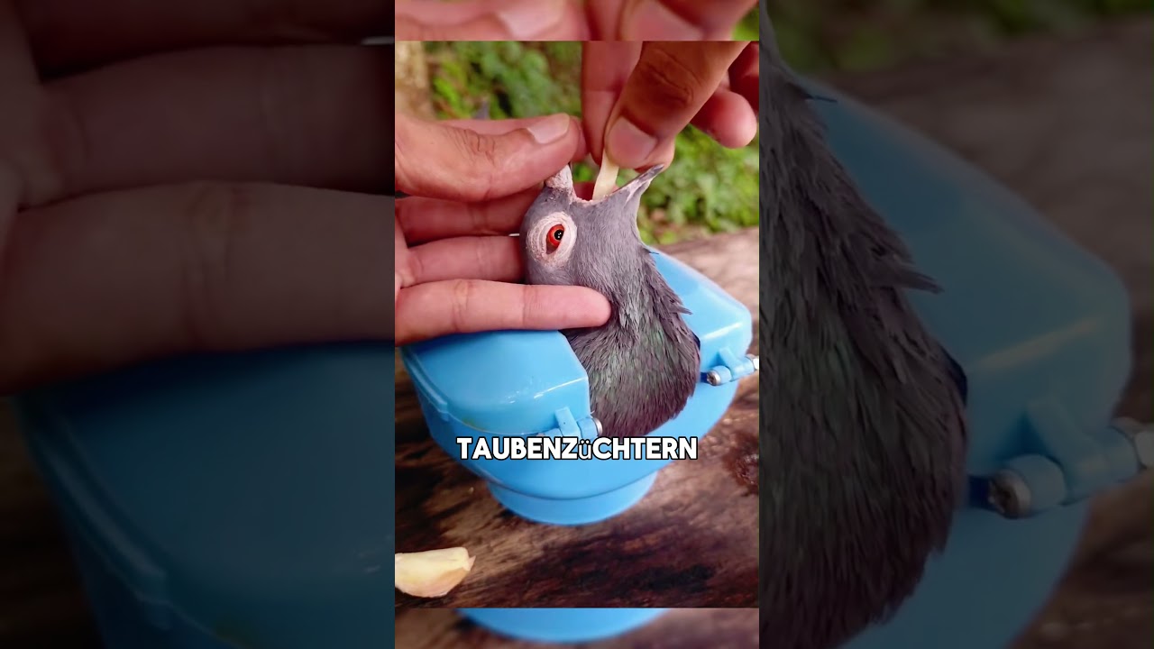 Die traditionelle Taubenbehandlung, die kaum jemand kennt #tiere #shorts