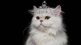 Обложка Richard Clayderman For Elise Скачать Richard Clayderman For Elise