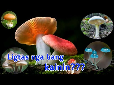 Video: Nakakalason Na Kabute