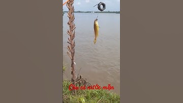 Câu nước mặn dính cá đù, cá úc và chình biển. #fishing #caco #thanhkimhue