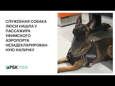 СЛУЖЕБНАЯ СОБАКА ЛЮСИ НАШЛА У ПАССАЖИРА УФИМСКОГО АЭРОПОРТА НЕЗАДЕКЛАРИРОВАННУЮ НАЛИЧКУ