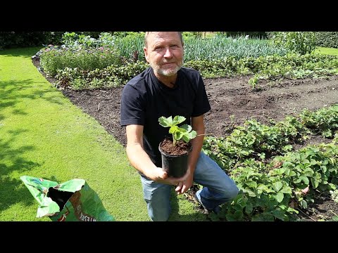 Video: Forberede urter for vinteren - Hvordan vinterføre hjemmets urtehager