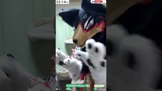 【獣化/fursuit#104】水曜のもふもふタイム🐾【ジュージュー】#fursuit #獣化 #shorts