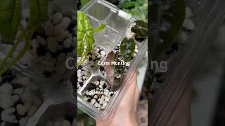 Corm Hunting Reverting - Links In Bio -