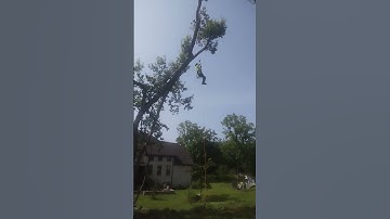 Stationary Rope System #arboristlife #contractclimber #zigzag