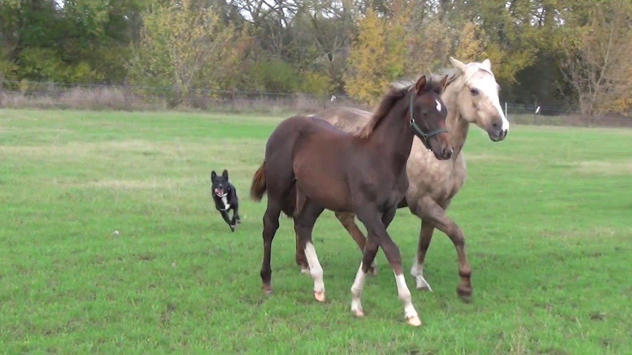 Stutenherde auf dem Elfenhof Oktober 2016