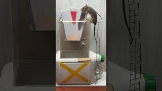 Best mouse trap idea/best rat trap at home #mousetrap2020 #mousetrap