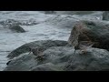 Meerstrandläufer auf Nahrungssuche I Bülker Leuchtturm 25.01.20