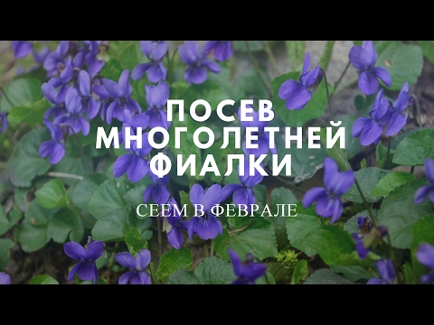 Посев многолетней фиалки.