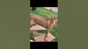 Most Dengueras Fila Brasileiro Dog 