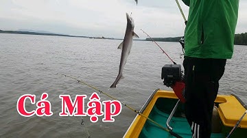 Đi Câu Cá "CHÈO BẺO" Loài Cá Ít Ai Biết | Sự Cần Giờ #102