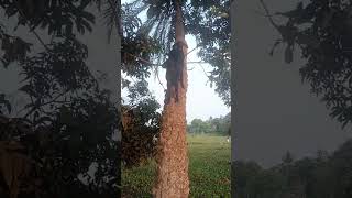 #good #bakra #rails #youtube #trending #reels #video