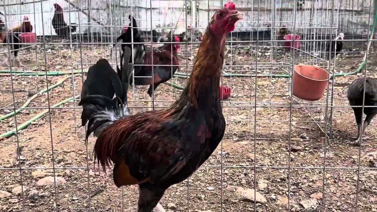 CUANDO APLICAR CATOSAL