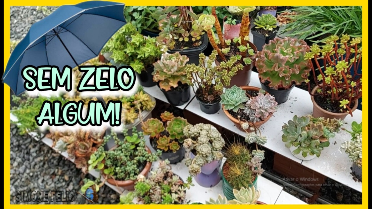 SUCULENTAS que RESISTEM ao excesso de CHUVA Codonanthe cacto serrote Morganianum Wayra |Simone Felic