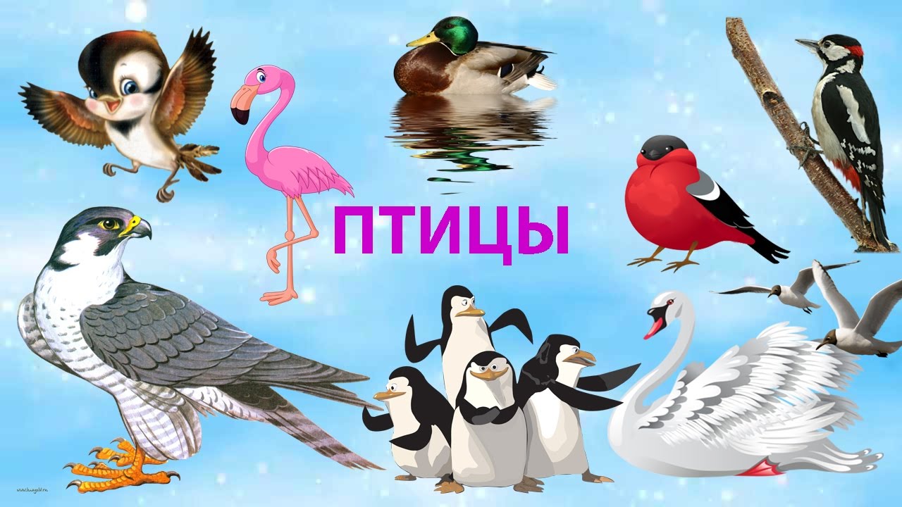 Птицы на волге название