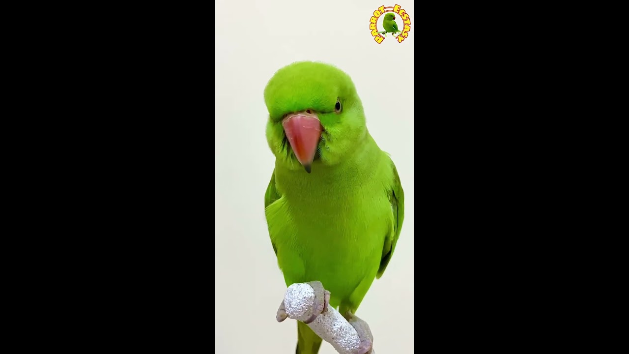 Parrot Chirping Sound 46 Shorts Viral