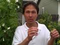 What and How Much to Plant in your Suburban Raised Bed Vegetable Garden What and How Much to Plant in your Suburban Raised Bed Vegetable Garden