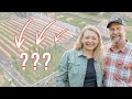 Are You Growing THIS Amazing Homestead CROP?? (+ Other Homestead Chit Chat)