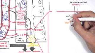 Alcohol Physiology (ethanol, metabolism and biochemistry)