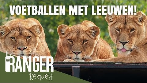VOETBALLEN MET LEEUWEN! | Ranger Request