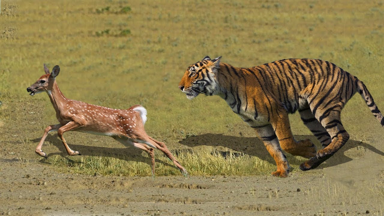 TIGER VS DEER | Baby Deer Try To Escape From Tiger Hunting But Failed -  YouTube