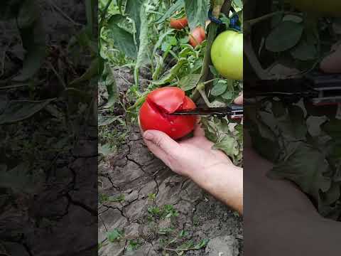 Video: Jautienos kepsnių pomidorų sodinimas: kaip auginti jautienos kepsnius