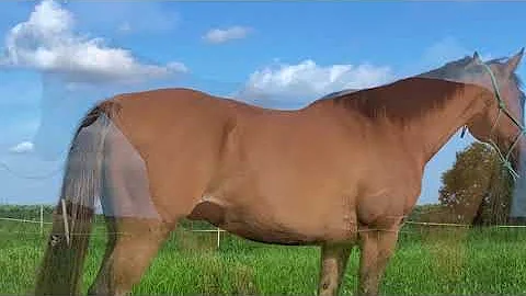 Kellie Hebert Dun Gelding