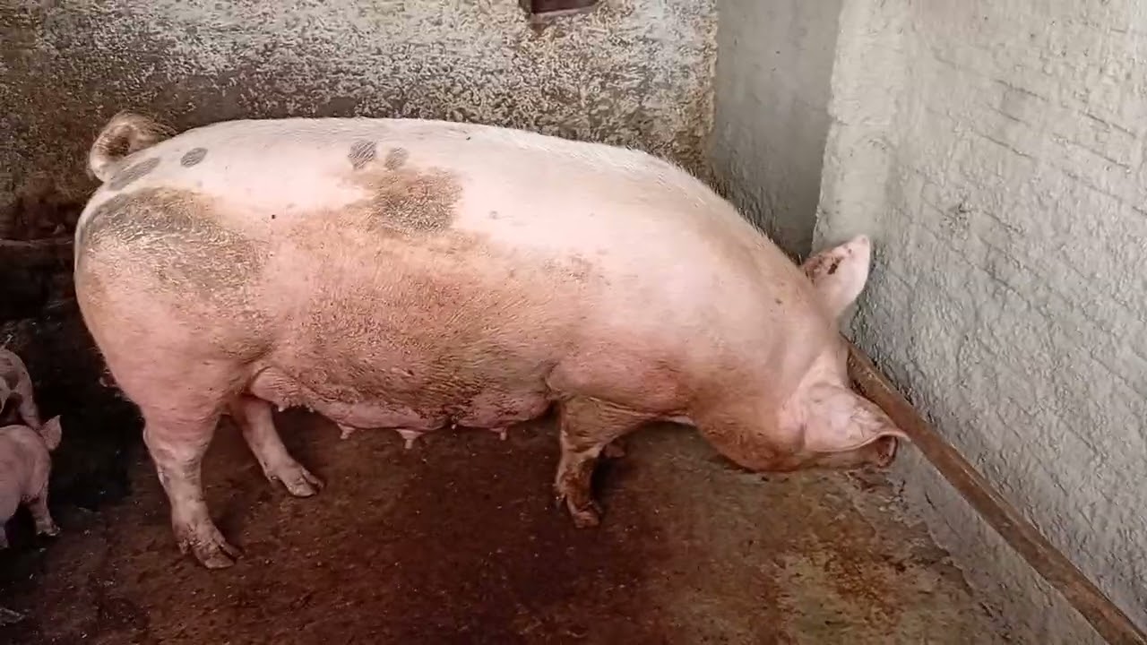 Chiqueiro dos porcos sujos