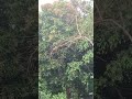 Umulan| Sayang mga Bulaklak ng Mangga.