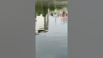 Câu lục bềnh và bán bềnh làm thế nào biết lưỡi đã chạm đáy #huandq #cauluc #thinhcau #thinhcautram