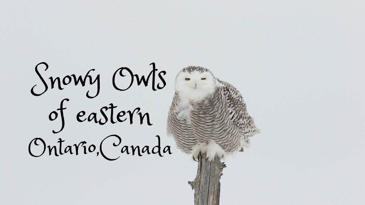 Snowy Owls of Eastern Ontario, Canada YouTube