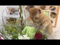月命日に思いを馳せる子猫の行動が切なすぎた・・・