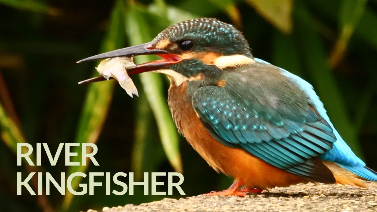 River Kingfishers Enjoying Fishing at Their Favorite Bridge 🎣 YouTube