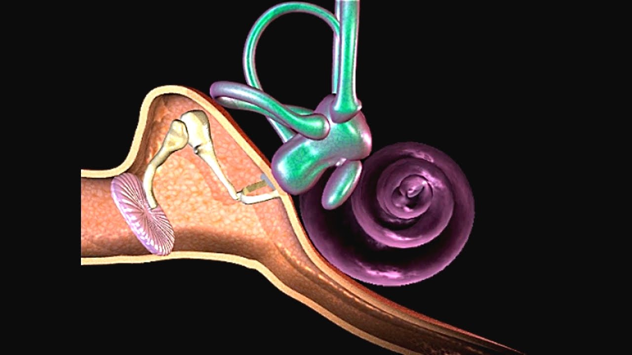 How Hearing Works Video - Process Of Hearing Animation -1677