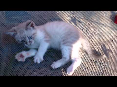 Levka The Cat -Trailer 2015