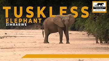 Jacht op slagtanden in Dande met Charlton McCallum Safaris